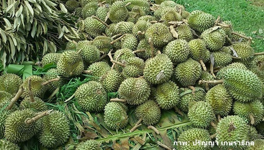 พายุฤดูร้อนถล่มเมืองจันท์ สวนทุเรียนเสียหายหนัก