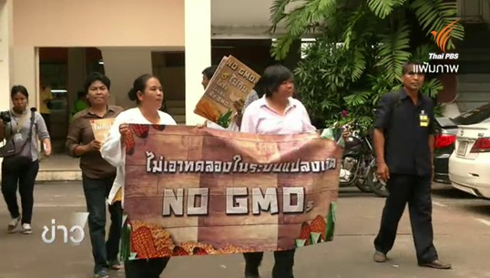 กระแสสนุบสนุน-คัดค้านการทดลองปลูกพืชจีเอ็มโอในไทย