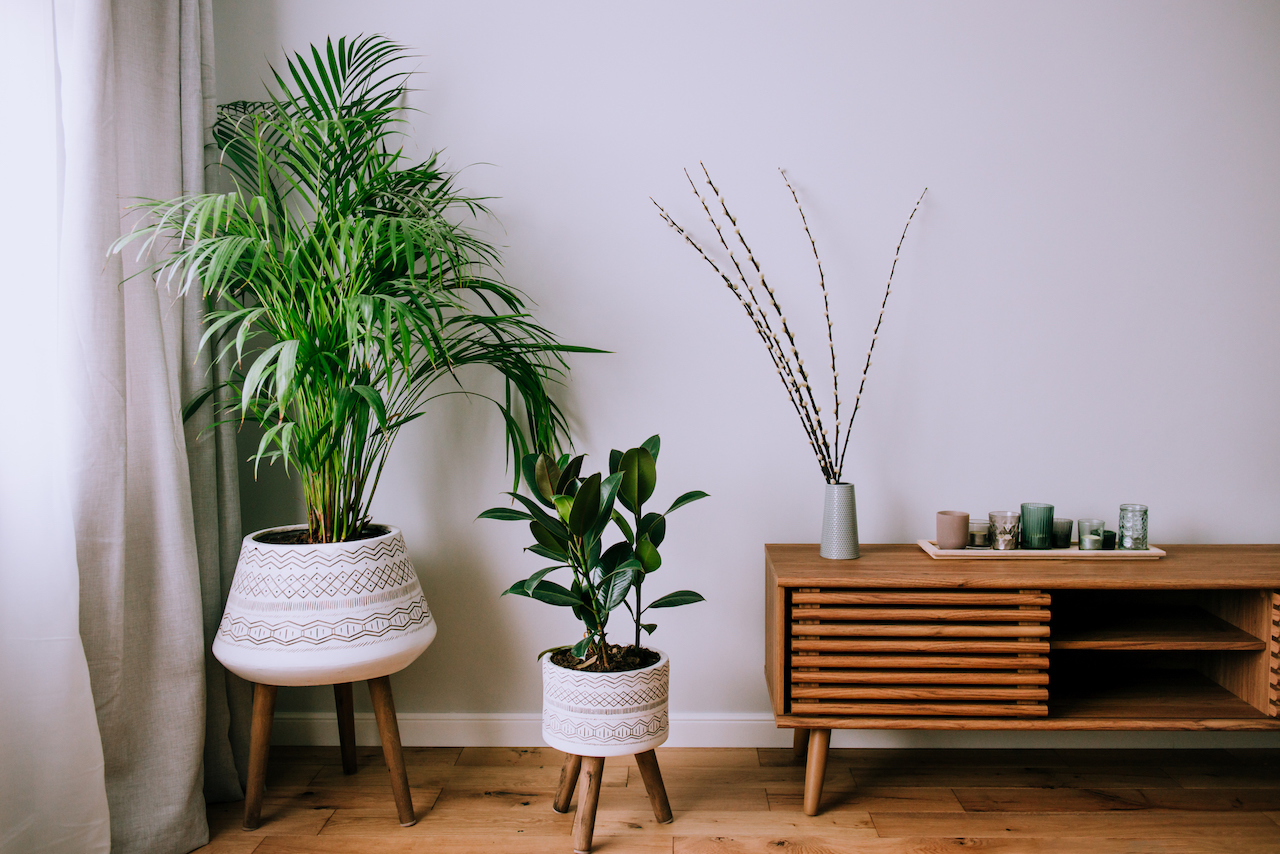 室内盆栽推荐 推介5大易种易打理室内植物 Okay Com 屋企 室内盆栽推荐 推介5大易种易打理室内植物 Okay Com 屋企