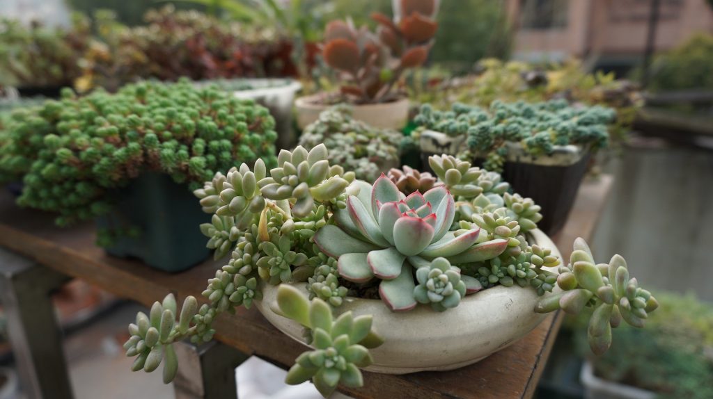 父親花