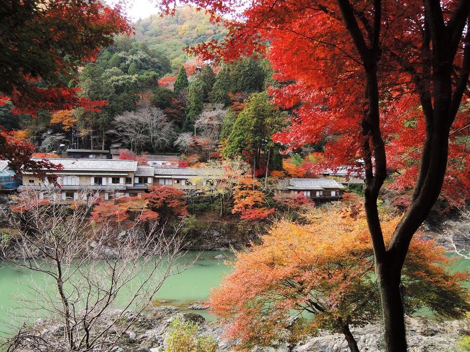 日本紅葉