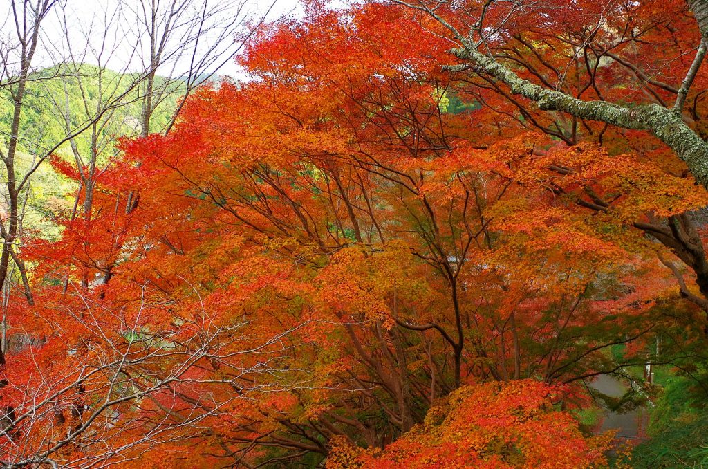 日本紅葉