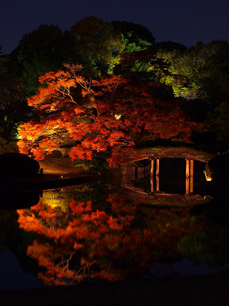 日本紅葉