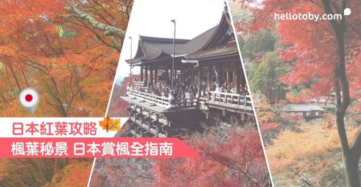 日本賞楓