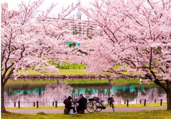 日本櫻花旅遊