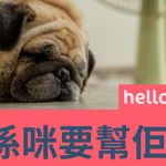 Should I Shave My Dog?