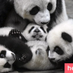 Even Panda needs Family Photgaphy