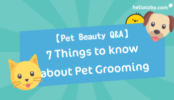 dog grooming, HelloToby, Pet Beauty, Pet Beauty Salon, Pet Groomer, Pet Grooming, pet grooming hong kong, pet grooming services, pet grooming studio, pet grooming tool