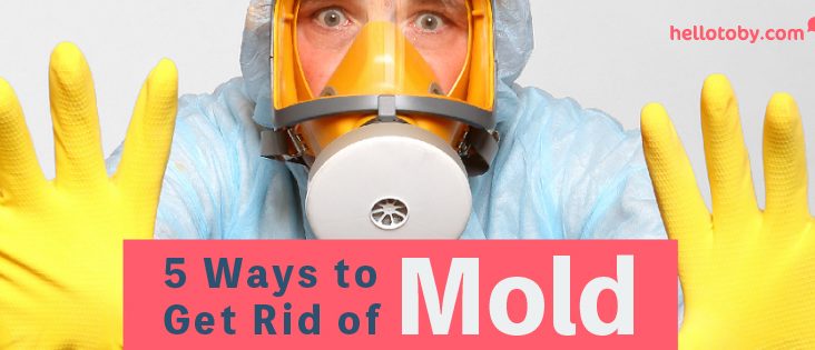 how to get rid of mold