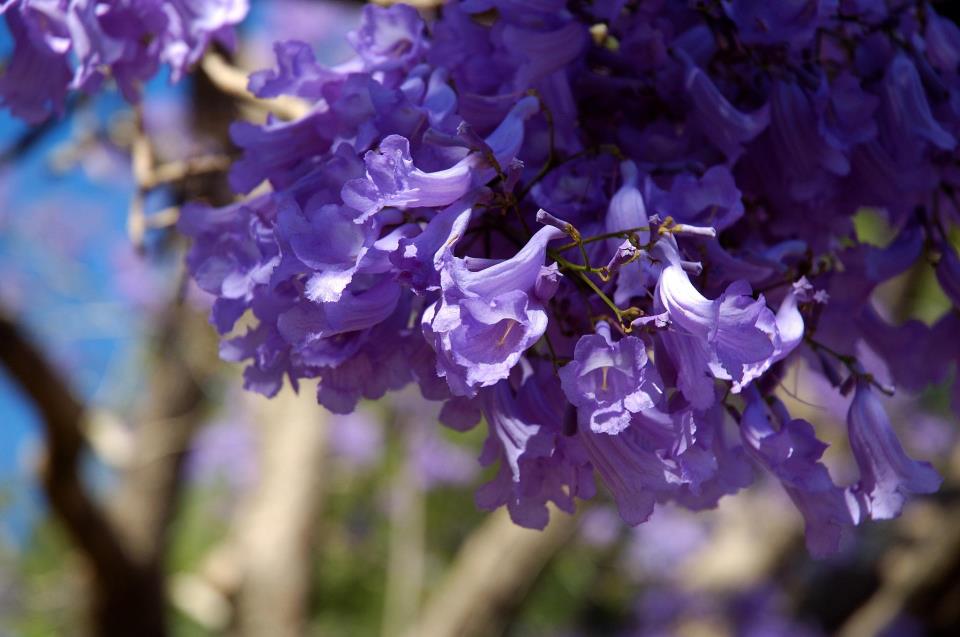 Jacaranda Australia's Prettiest Blooms and Where to Catch Them