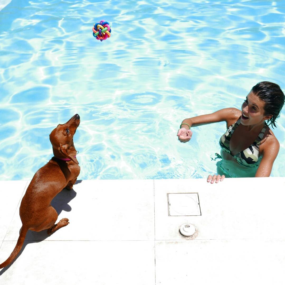 cheap hotels that allow dogs