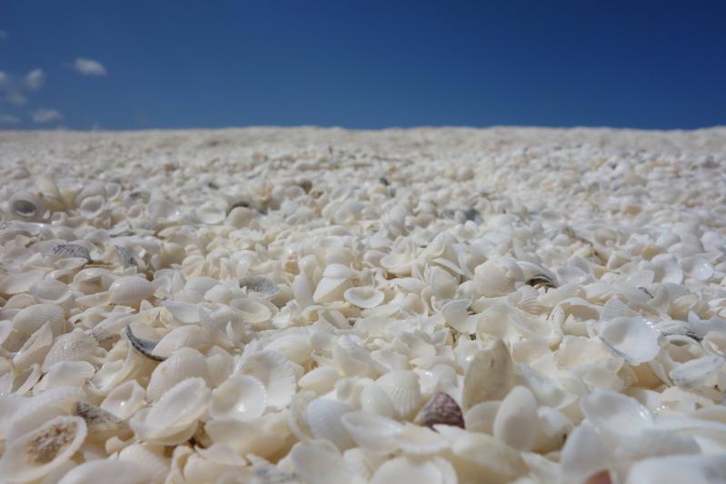 Shark's Bay Shell Beach, Western Australia