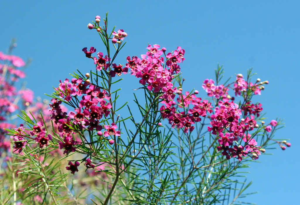 Perth Wildflowers