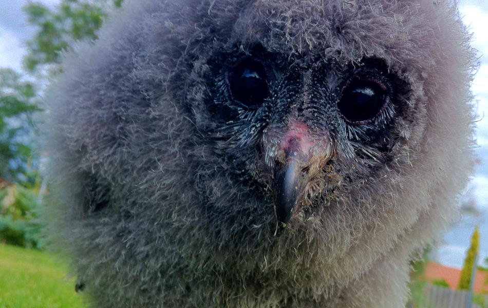 Baby Sooty Owl at Western Australia's Caversham Wildlife Park