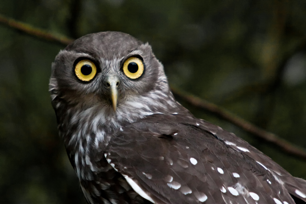 Barking Owl, Western Australia