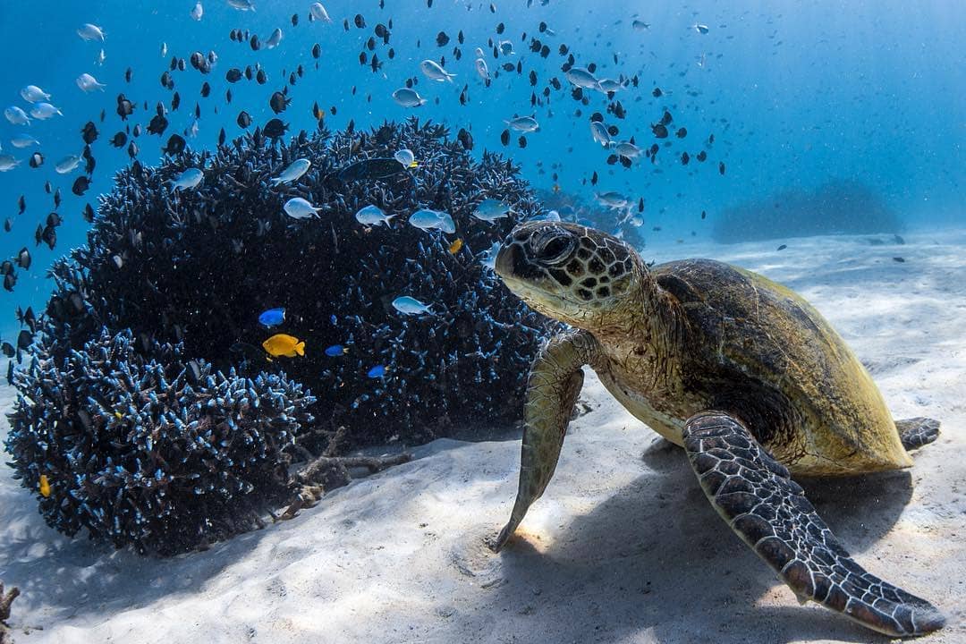 Sea turtles at Ningaloo Reef, Western Australia