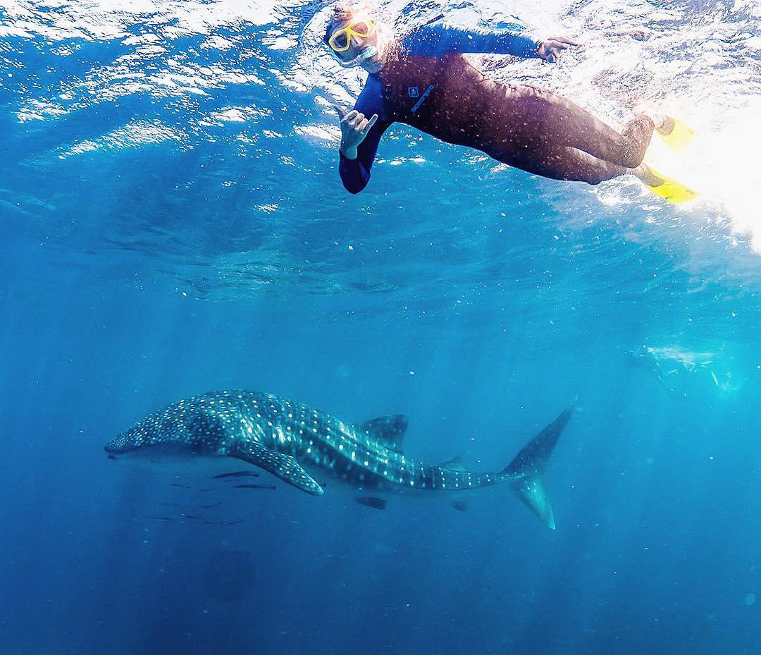 Swimming with whale sharks at Ningaloo Reef, Western Australia