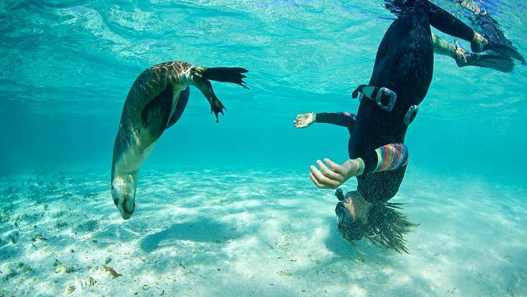 Sea lion at Ningaloo Reef