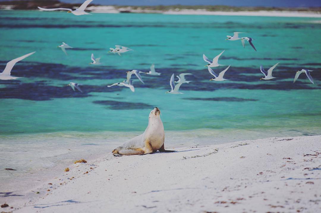 Sea lions, Western Australia