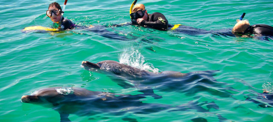 Swimming with dolphins, Western Australia