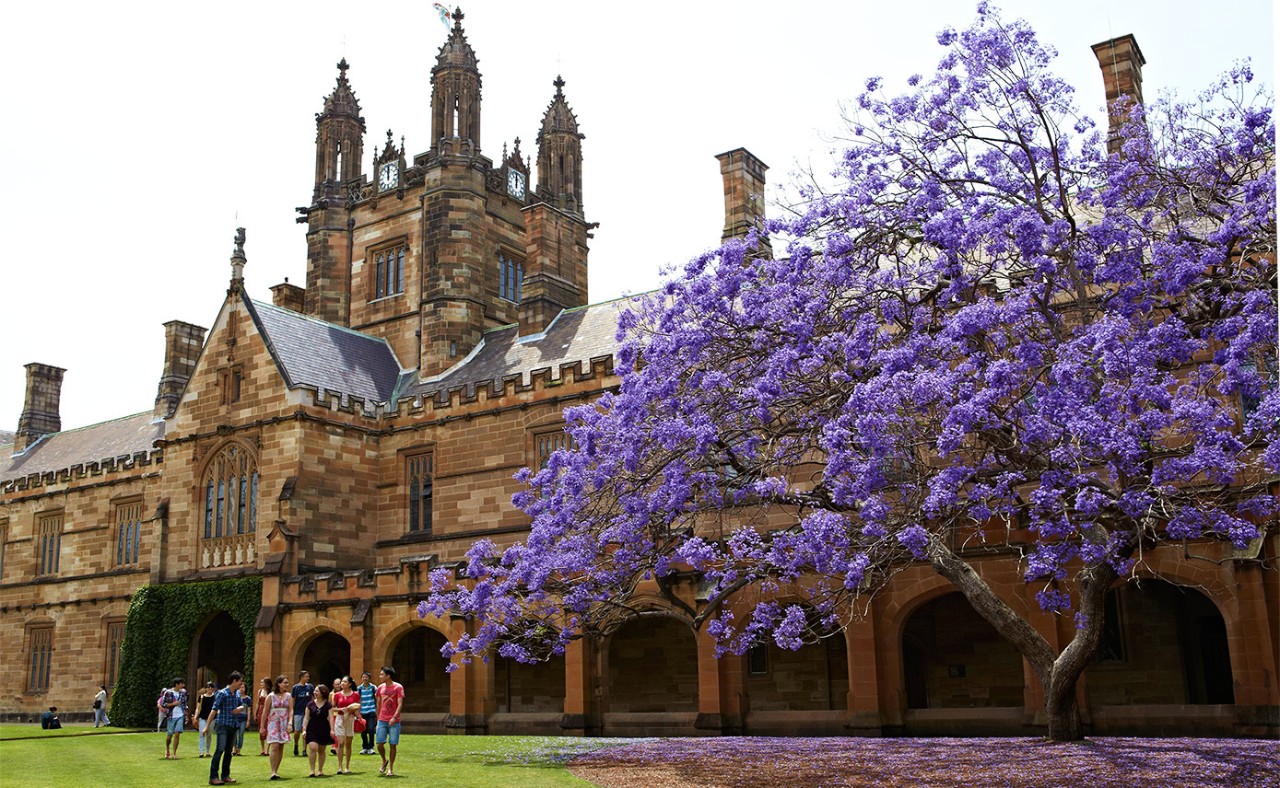 Jacaranda viewing in University of Sydney in Spring