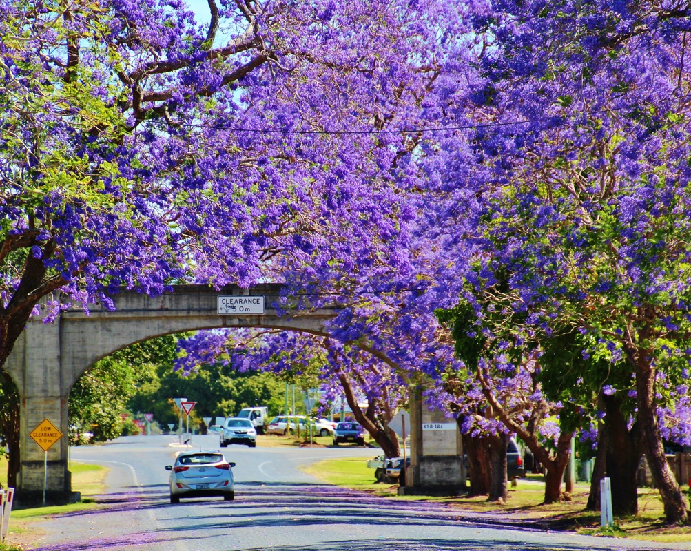 Jacarandas in Grafton City in Spring