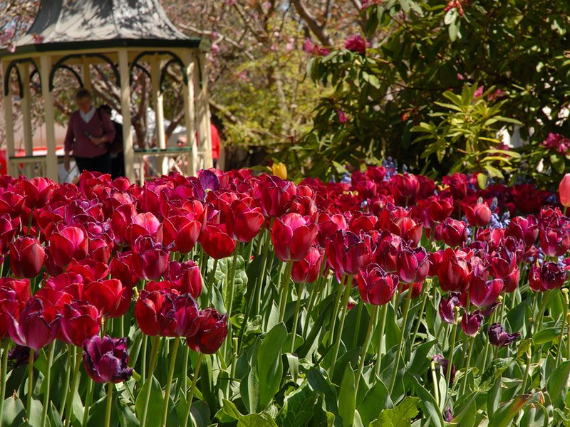 Tulip Time Festival in Bowral, Southern Highlands, New South Wales