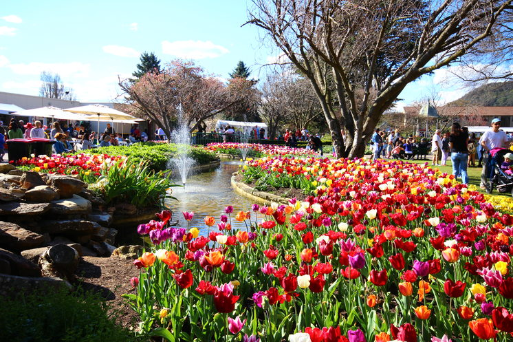 Tulip Time Festival in Bowral, Southern Highlands New South Wales