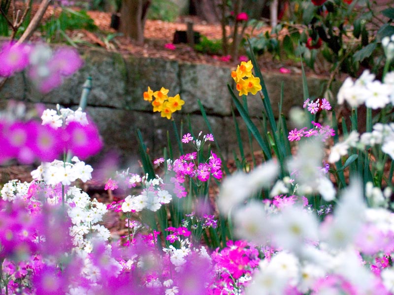 Spring florals at Lisgar Gardens in Sydney