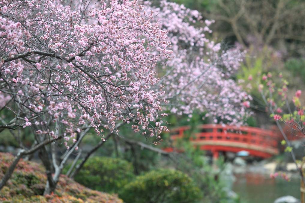 Cherry Blossom Festival in Auburn Botanic Gardens, Sydney