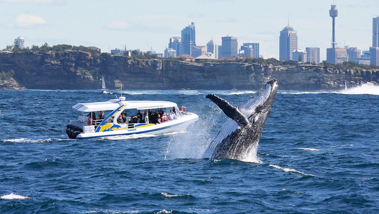 Whale watching in Sydney during spring