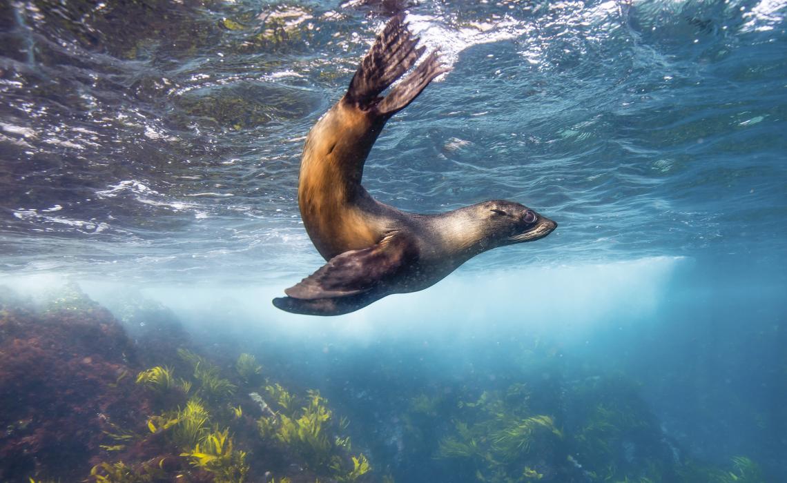 Seal-watching at Montague Islands