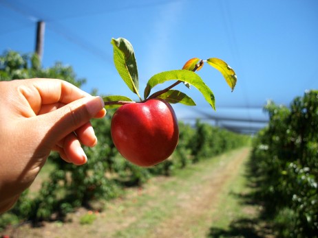 Fruit picking at Canoelands Orchard New South Wales