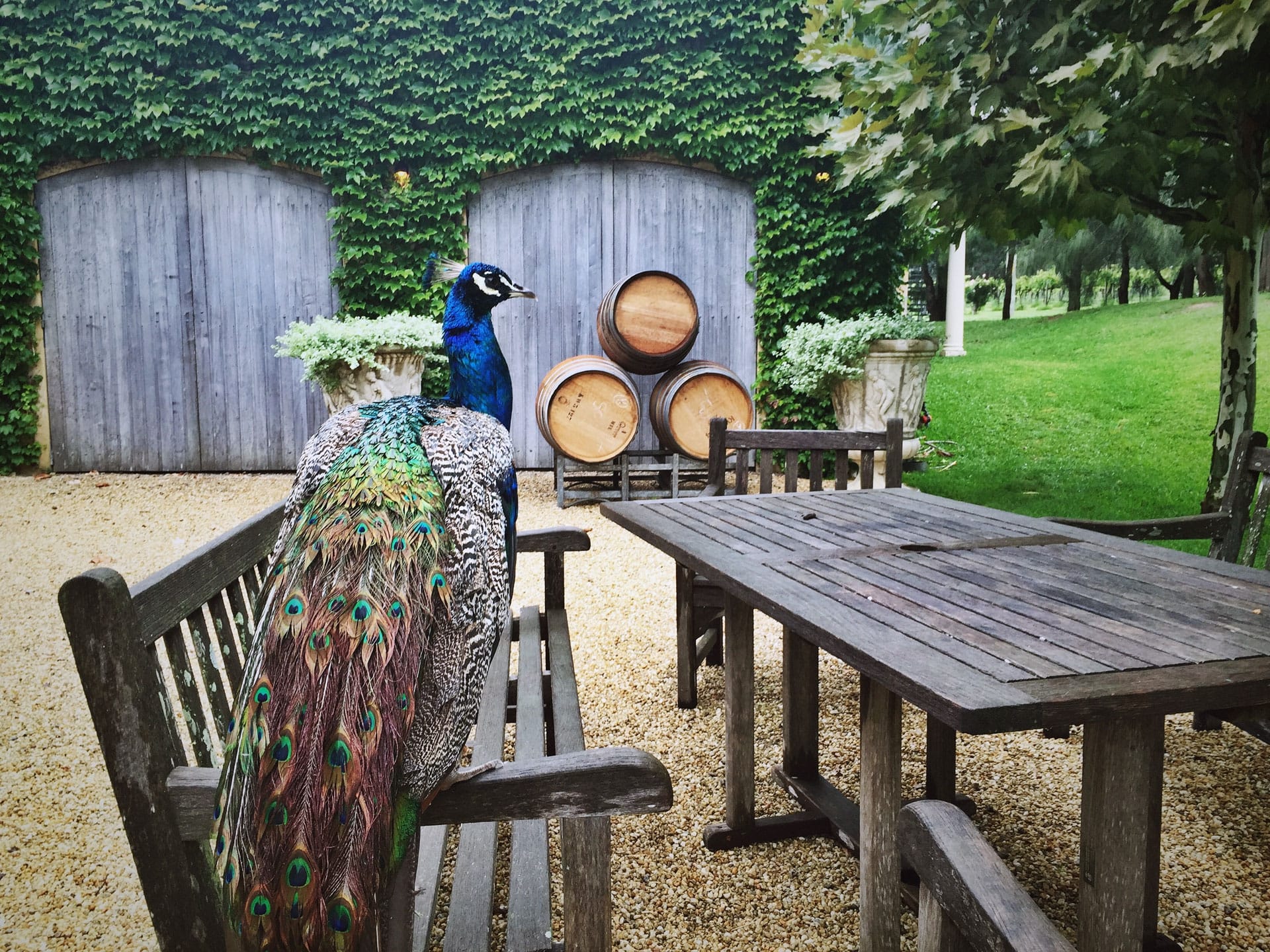 Krinklewood Biodynamic Vineyard in Hunter Valley, New South Wales