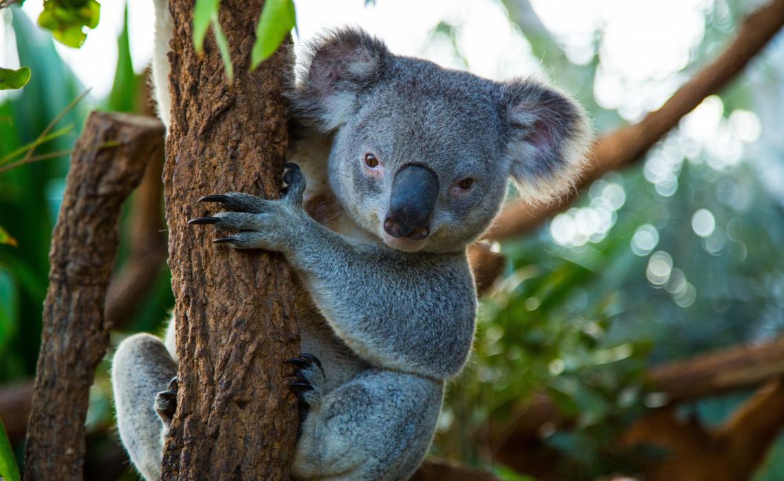 Koalas at WILD LIFE Sydney Zoo