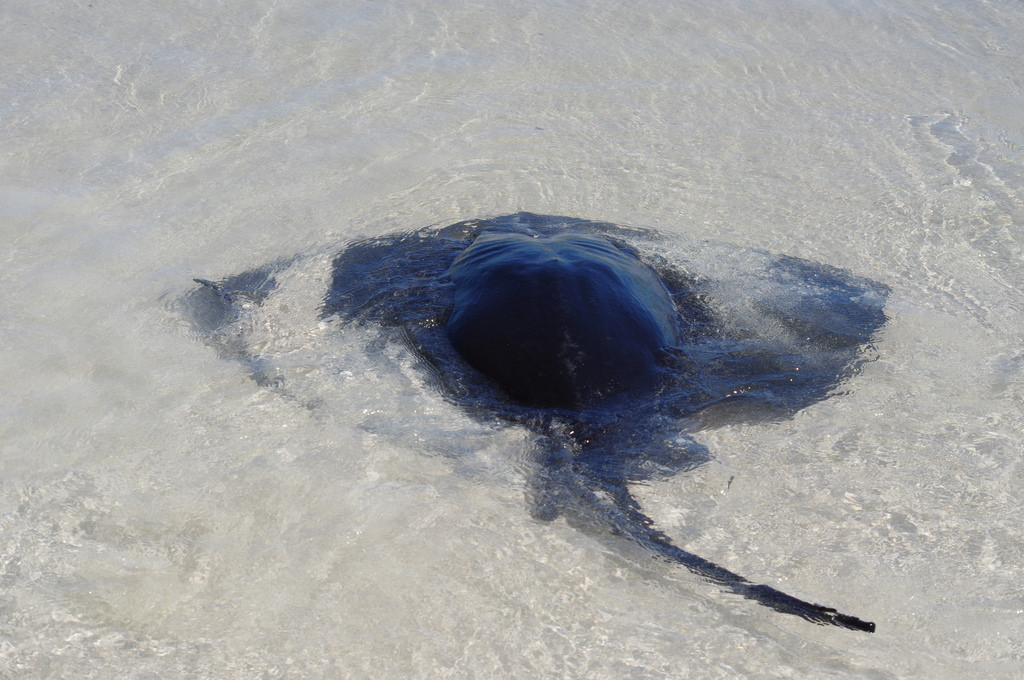 Eagle rays at Hamelin Bay