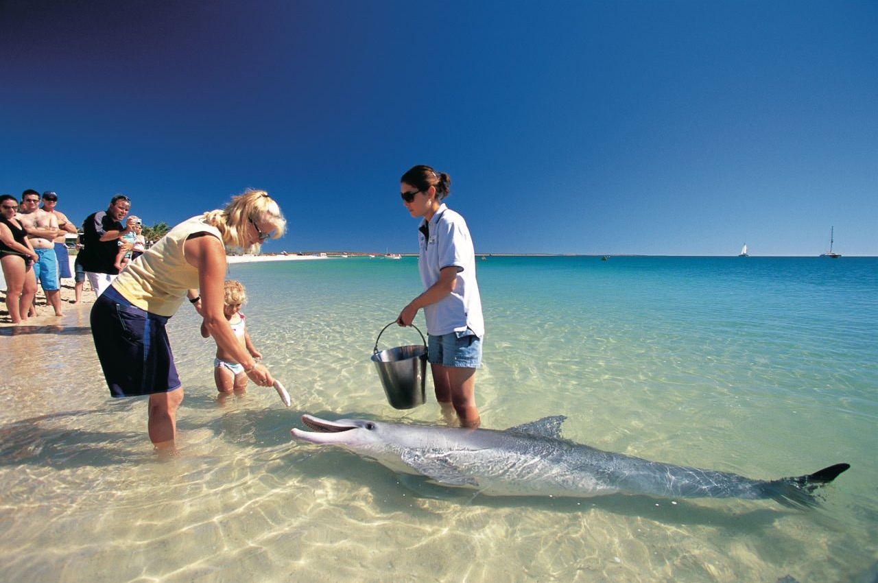 Swimming with dolphins at Shark Bay