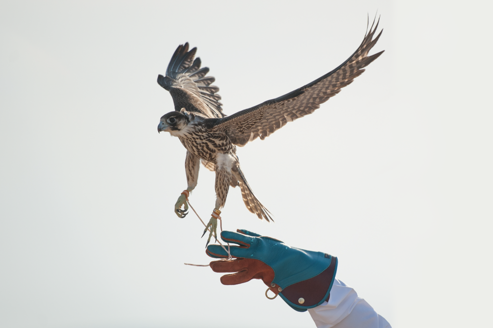 Falconry, a popular pasttime in Qatar