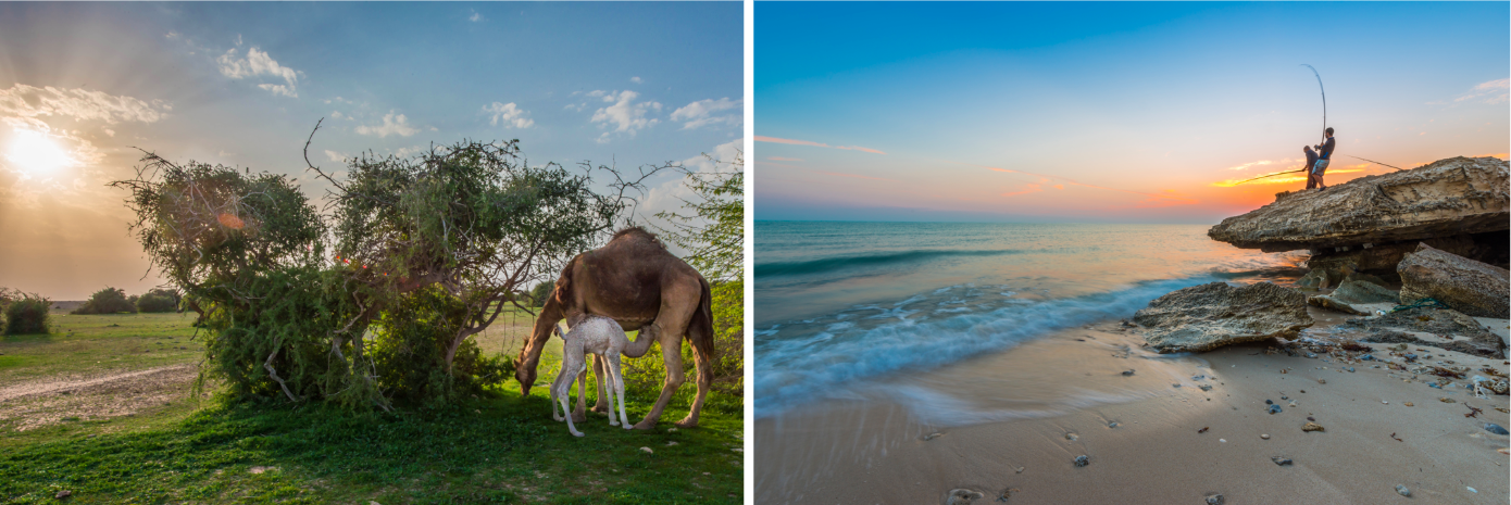 Abundant wildlife in Qatar