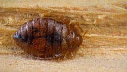 bed bugs travel
