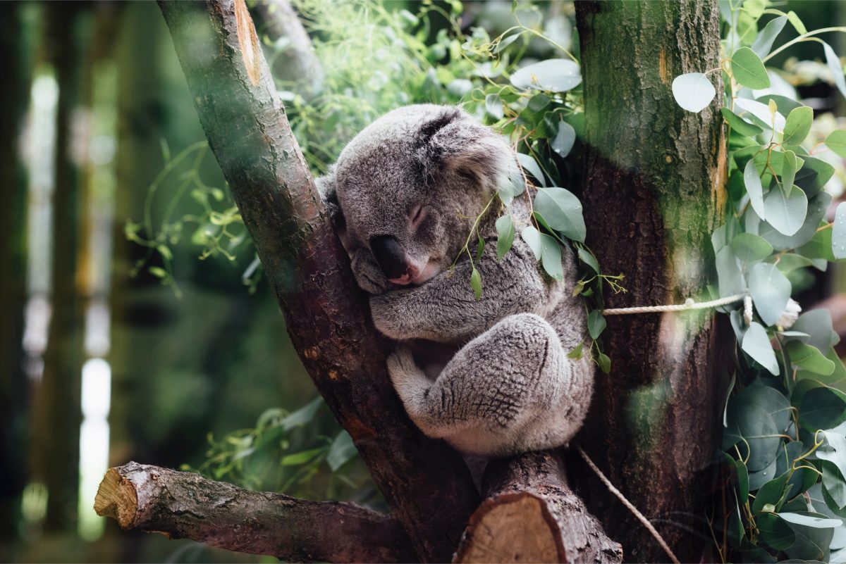 Are Australia’s Koala Bears in Danger of Extinction?