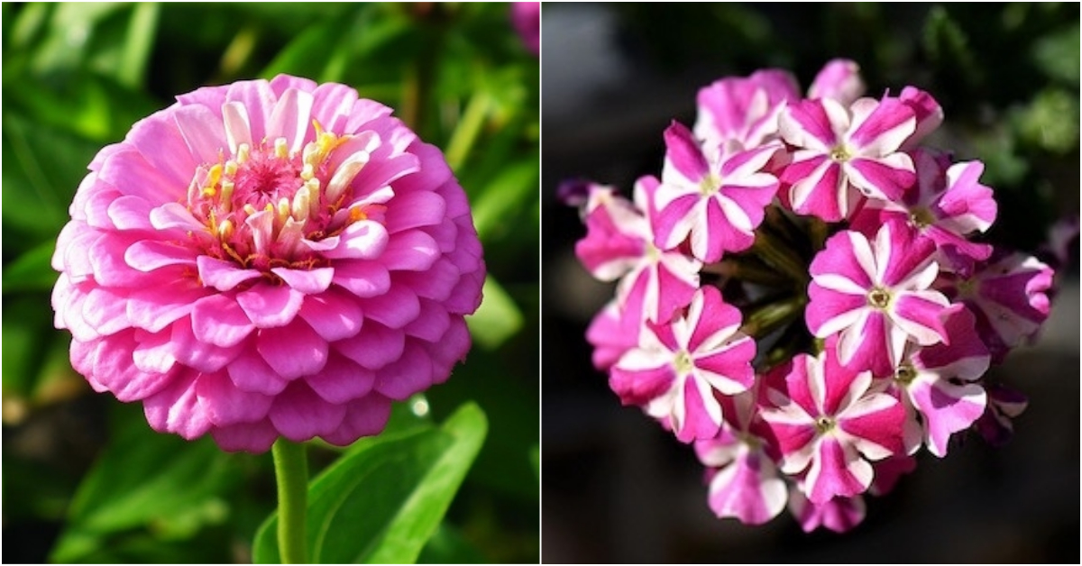 The 10 Cutest Pink Flowers You Can Grow In The Summer!