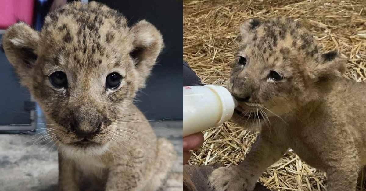 Newborn Lion Cub Warmly in Singapore Zoo