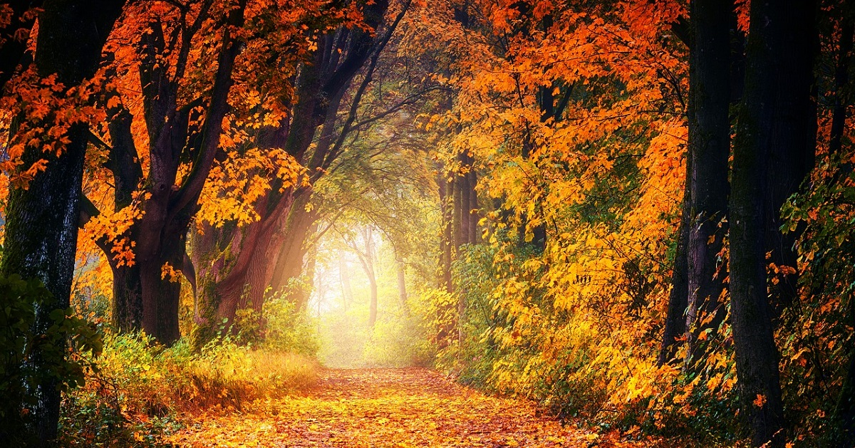 listen to forest sounds