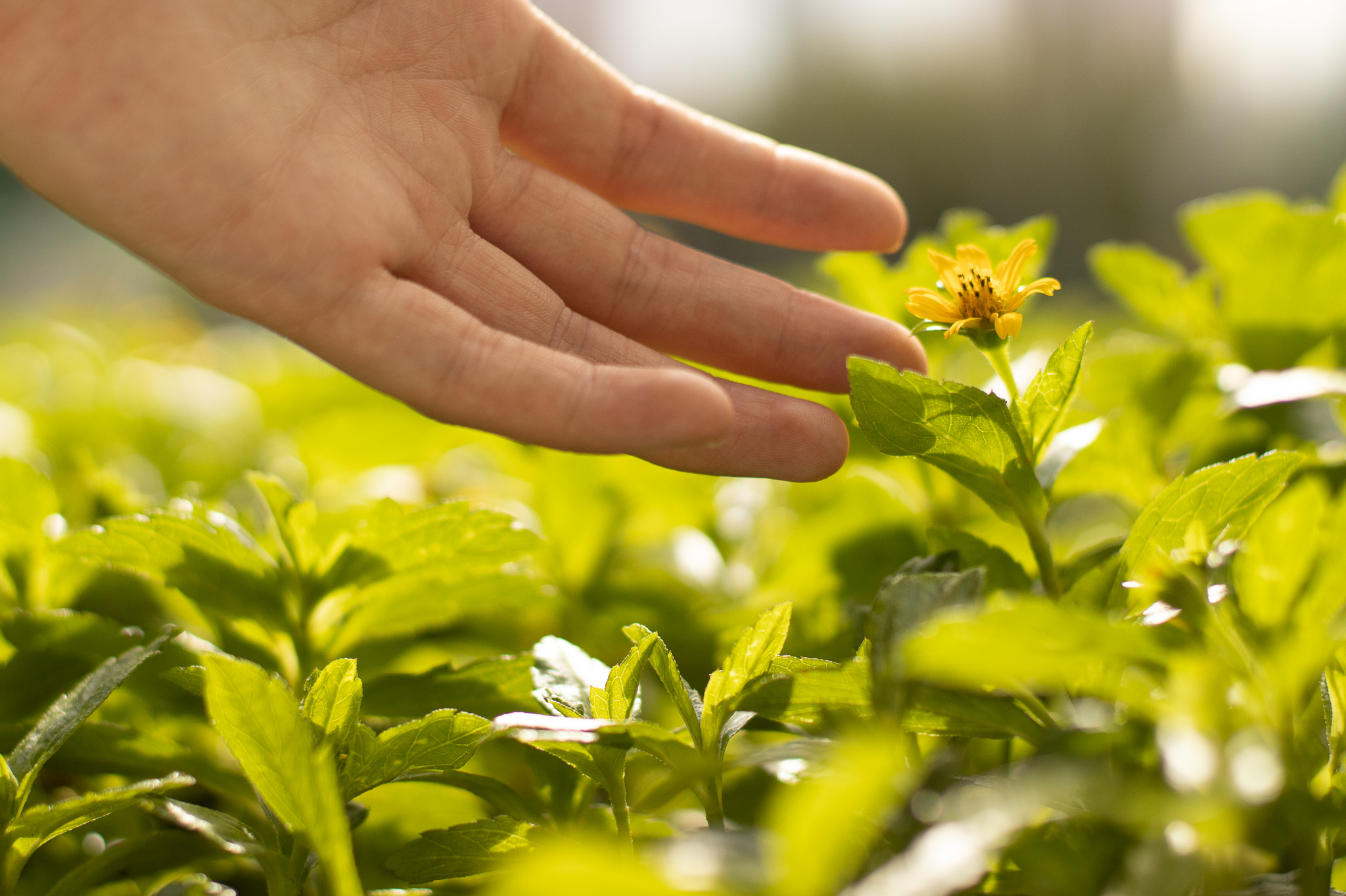 A Timeless Tradition