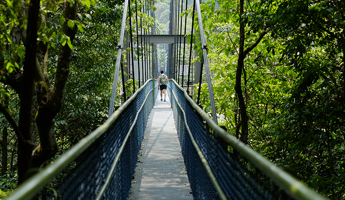 TreeTop Walk, MacRitchie Reservoir Park