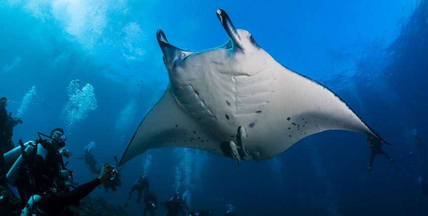 Image result for BALI BEST DIVE