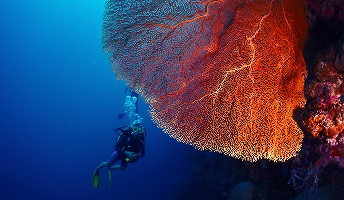 A diver exploring a bright tropical reef (Photo: Dudarev Mikhail)