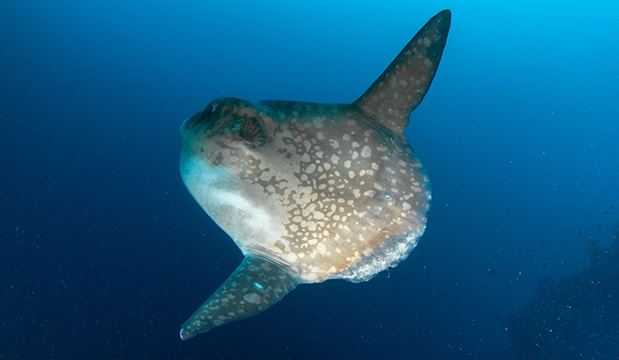 A sunfish at Nusa Penida