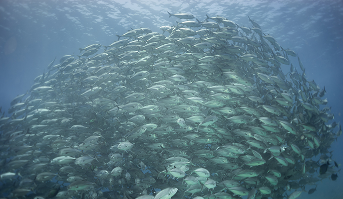 A school of bigeye in the waters of Tubbataha